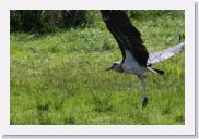 08AkageraAllDayGameDrive - 032 * Marabou Stork.